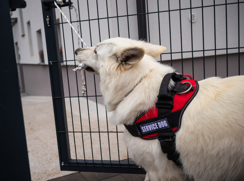 Dog tasking